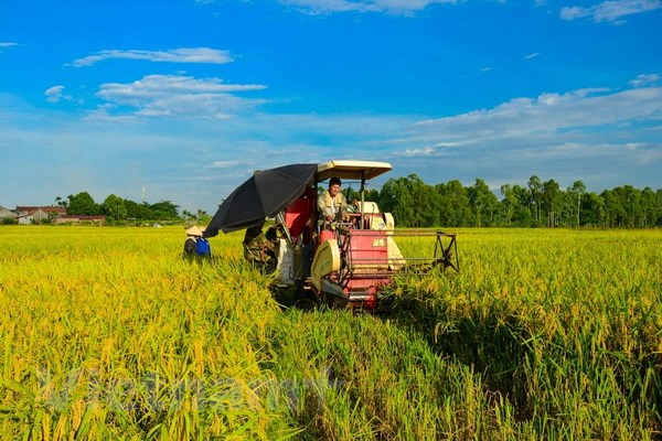 Tiềm năng ngành nông nghiệp Việt Nam