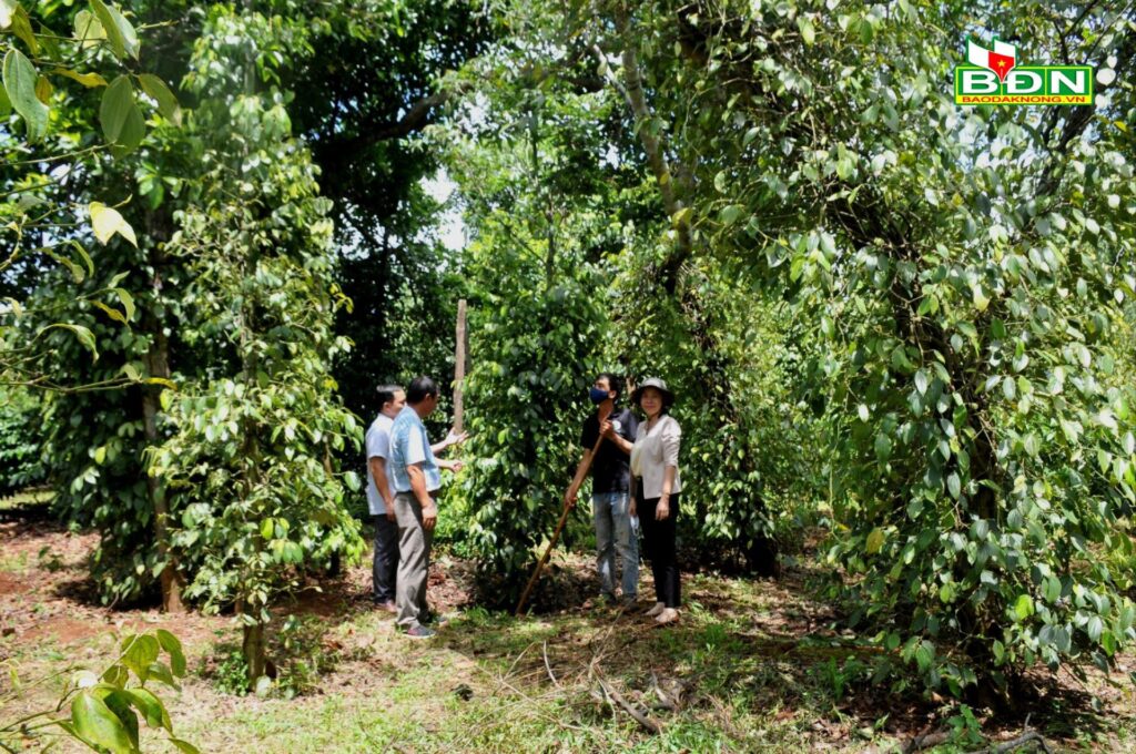 Liên kết giúp nâng cao hiệu quả sản xuất, tiêu thụ nông sản Đắk Nông