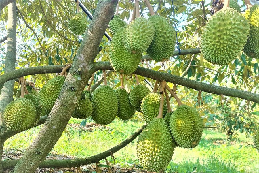 Diễn đàn nhận diện thực trạng liên kết tiêu thụ, xuất khẩu sầu riêng Việt Nam