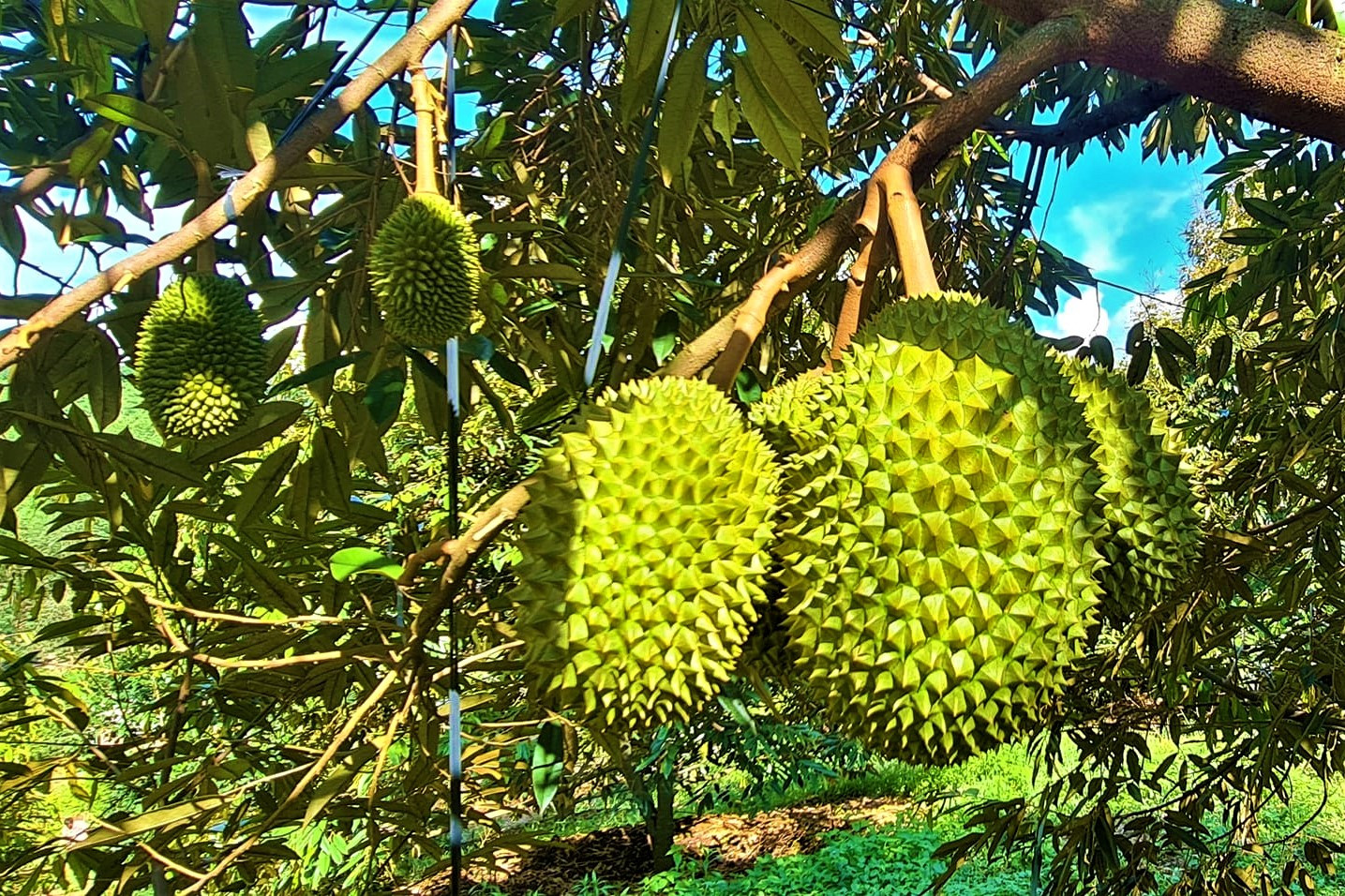 Doanh nghiệp vượt rào cản kỹ thuật để xuất khẩu rau quả “về đích”