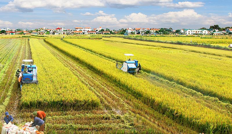 Nông sản có thể chịu áp lực giá mạnh do EI Nino
