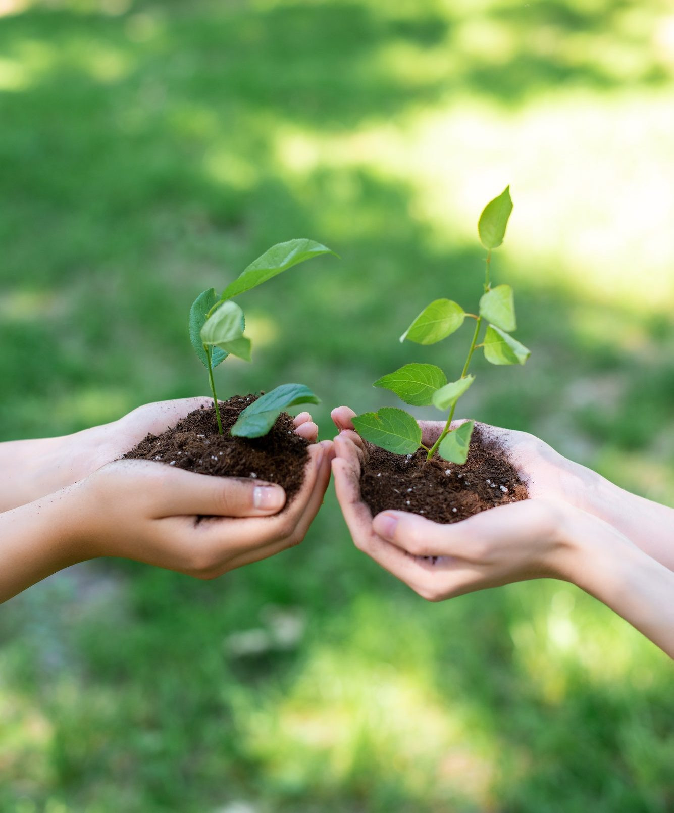 Phân bón hữu cơ là gì? Ưu nhược điểm và phân loại