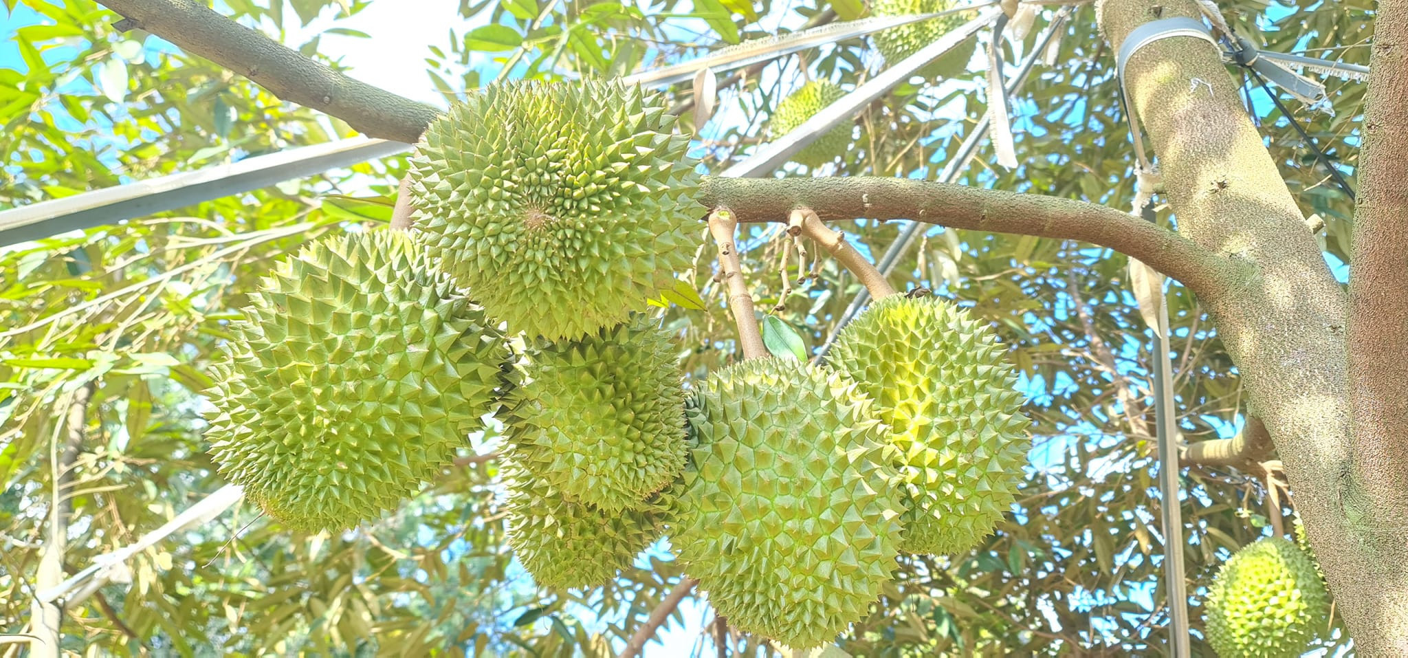 Sầu riêng Việt đối diện rủi ro gì khi gia nhập ngành hàng xuất khẩu tỷ USD