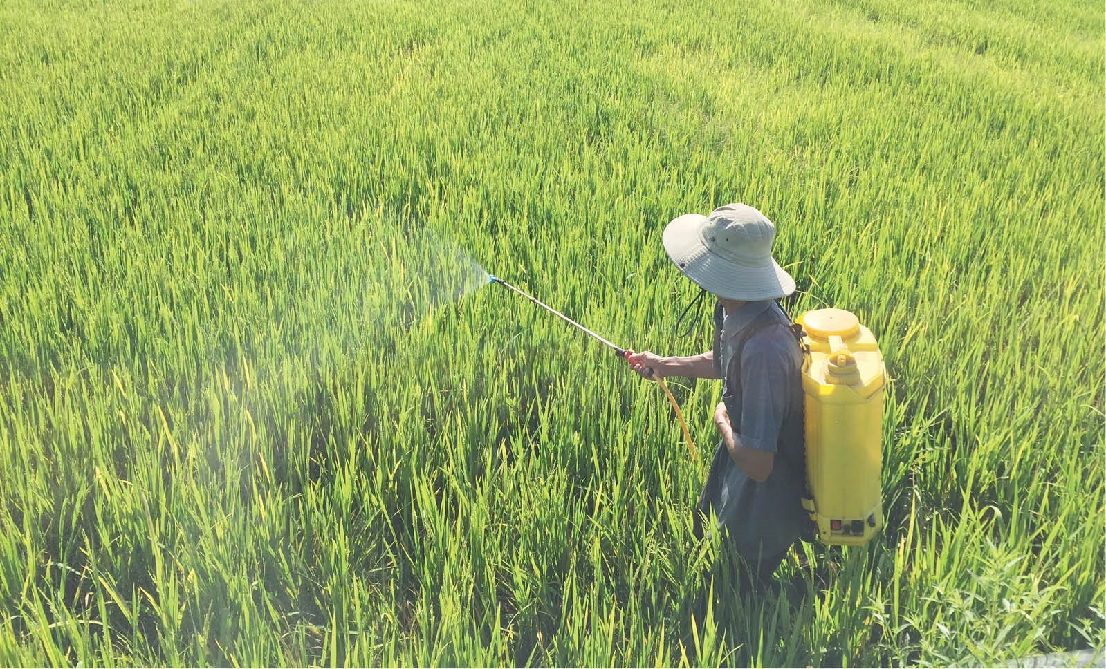 Sử dụng thuốc bảo vệ thực vật an toàn và hiệu quả
