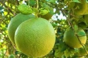 Xuất khẩu bưởi tăng trưởng đột biến