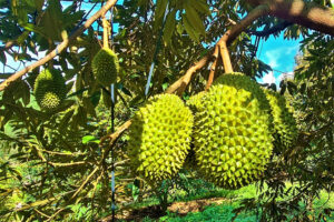 Xuất khẩu nông nghiệp đạt hơn 33 tỷ USD – Sầu riêng sẽ là mặt hàng đạt tỷ đô